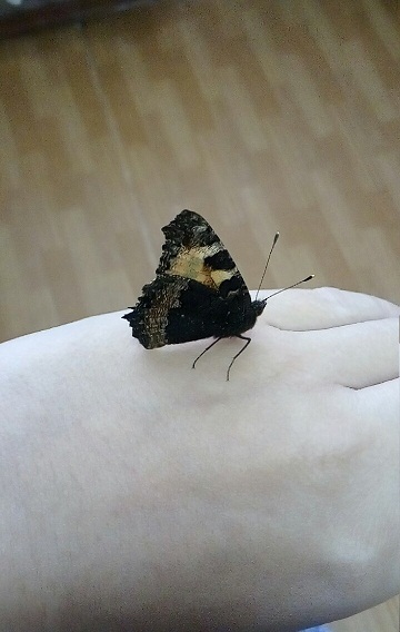 Бабочка.jpg