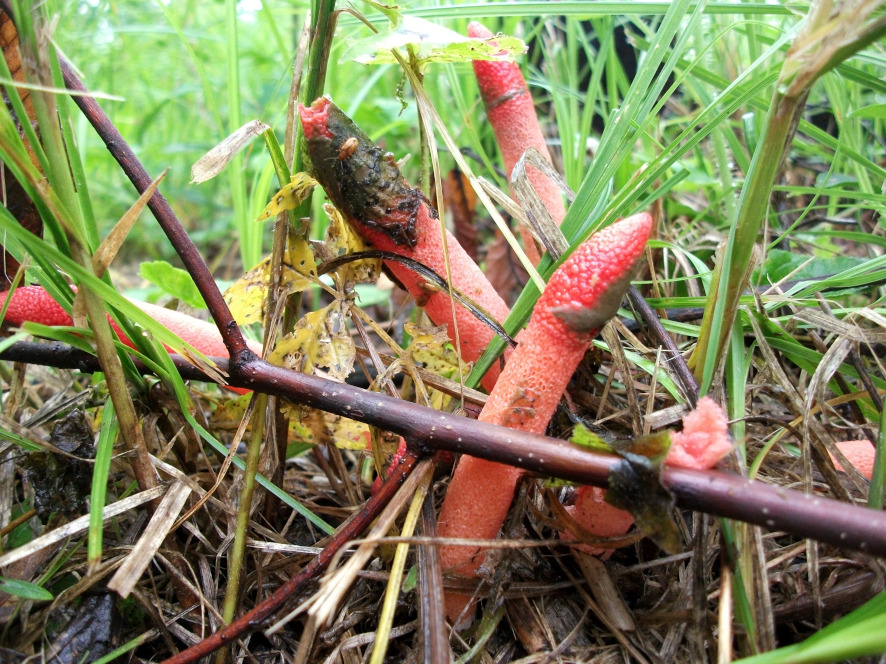 DSCF0412.JPG