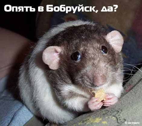 image.jpeg