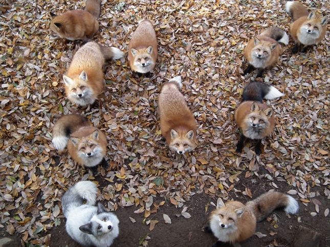 zao-fox-village-japan-34-645x483.jpg